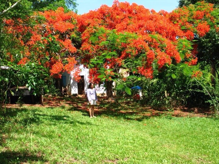 A vibrant tree laden with bright orange flowers is prominently featured, surrounded by lush greenery. A pathway leads to a rustic white house in the background, partially hidden among the foliage. A figure can be seen walking on the grassy ground, showcasing the spacious outdoor area.