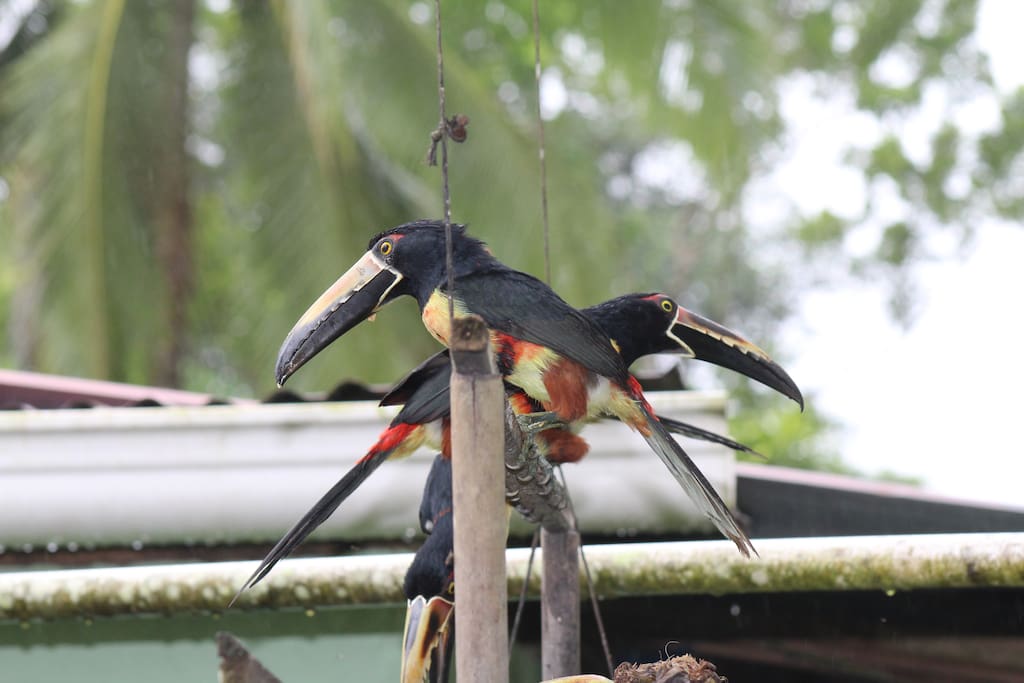 Tucancillos collarejos