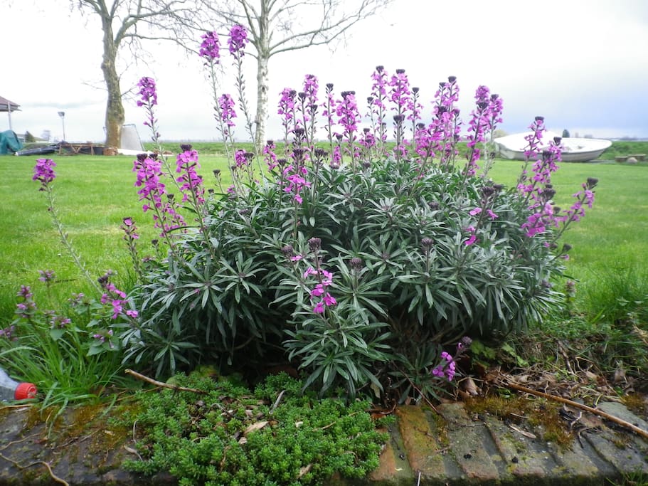 diversen mooie bloeiers in onze tuin.
