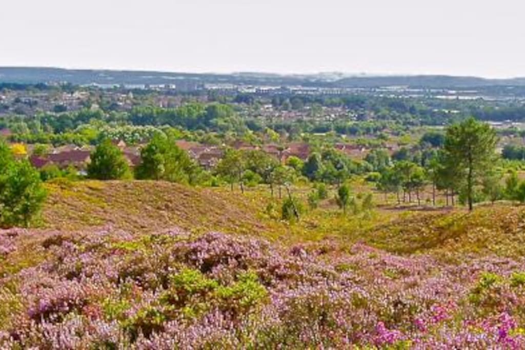 Beautiful heathland