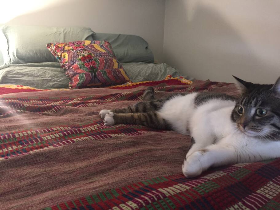 This is the lofted queen in the 1st floor bedroom. And Cece, our young playful cat.