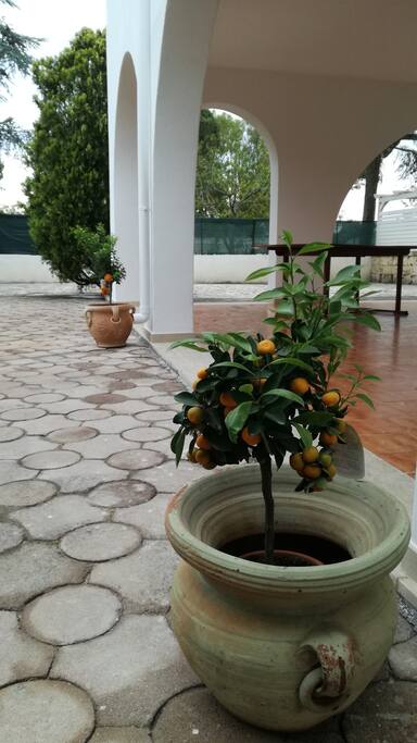 INGRESSO