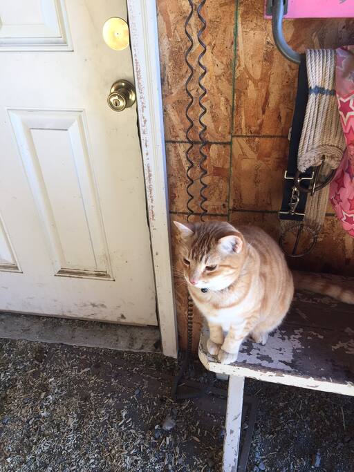 Barn cat.