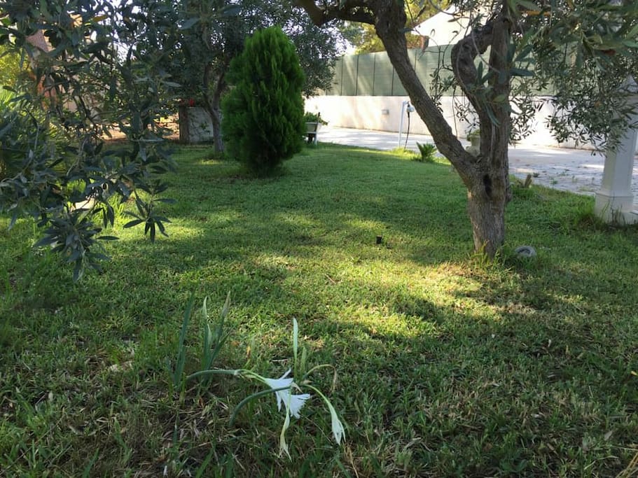 il prato