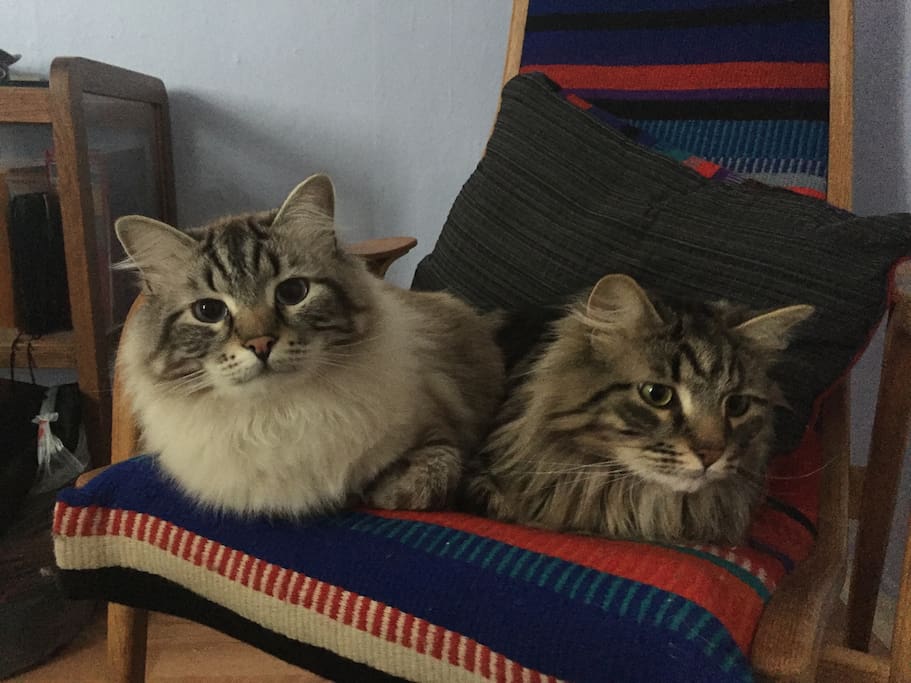 My cats