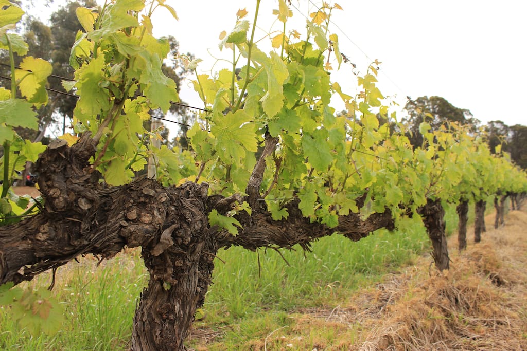 Many local vineyards