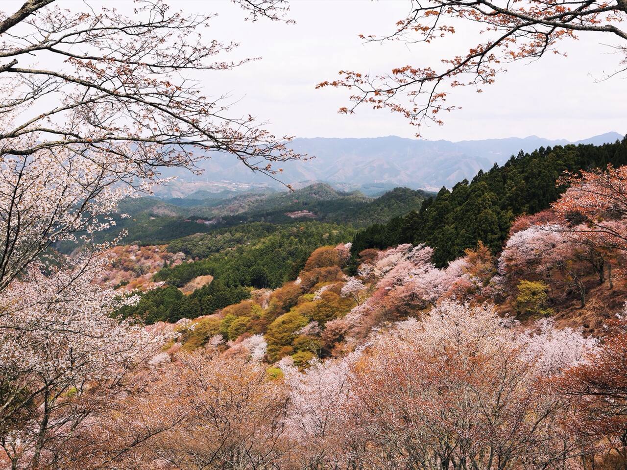 易醉樱时 满目樱花等闲开 烂漫吉野山 奈良旅游攻略 尽在airbnb爱彼迎