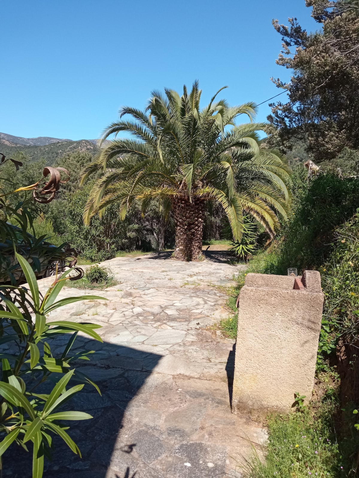A stone path is surrounded by lush greenery, leading towards a tall palm tree. The sky is clear and blue, enhancing the outdoor ambiance. Shadows are cast by nearby plants onto the path, creating a blend of light and shade.