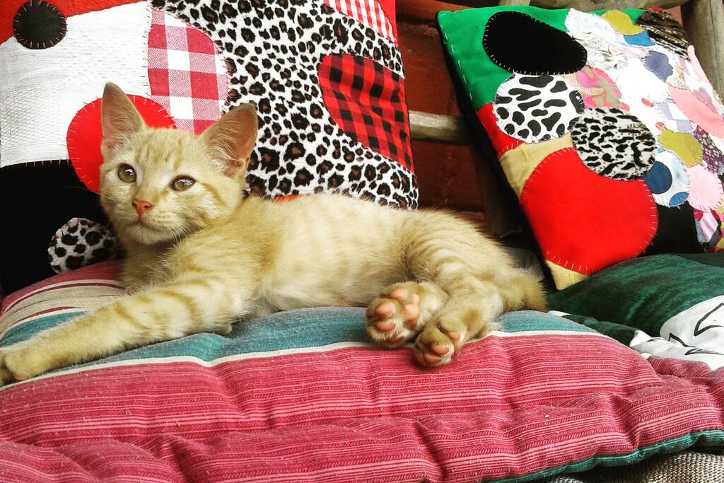 Somos amigos de gatos y perros. Puedes venir con tu mascota :)