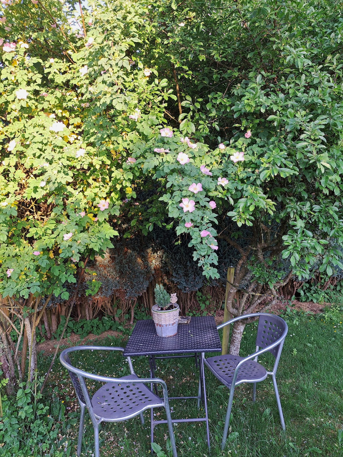 A small outdoor seating area is surrounded by lush greenery, featuring a black metal table and two matching chairs. A potted plant with flowers adds a touch of color, while the soft grass provides a natural setting for relaxation.