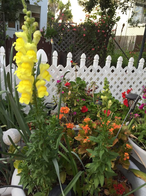 My garden is a lovely place to sit or have dinner.