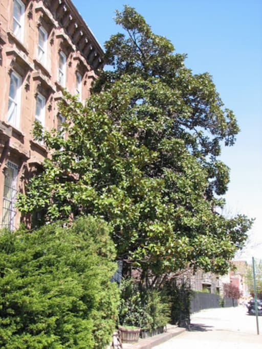 Bedford Stuyvesant Tree line.