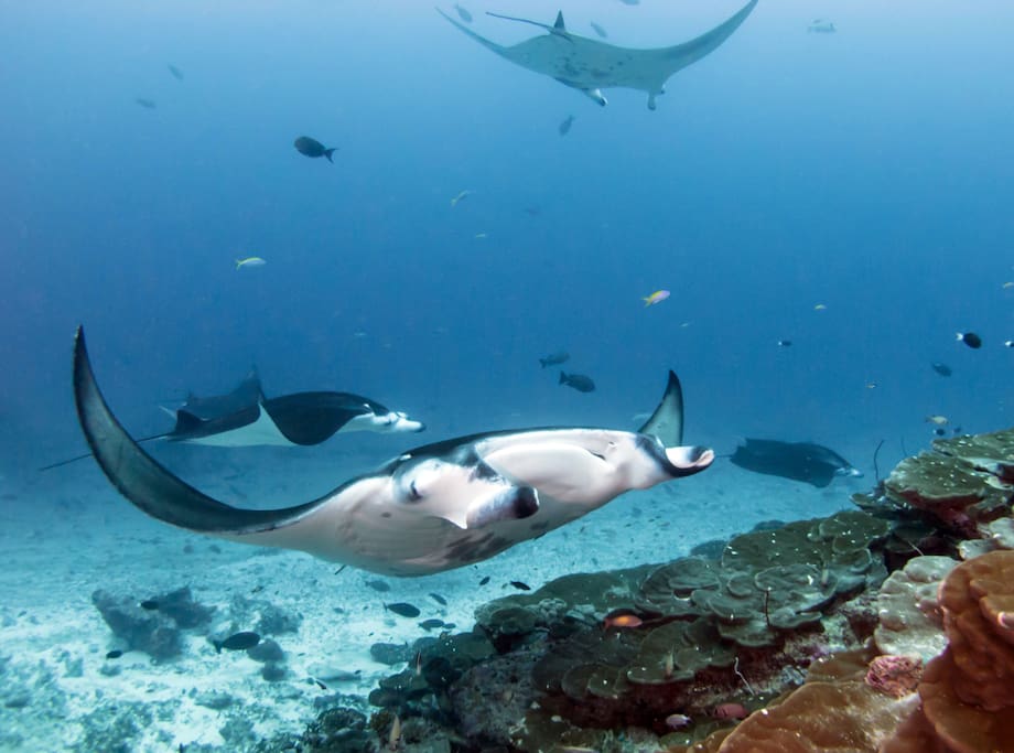 Manta Dive
