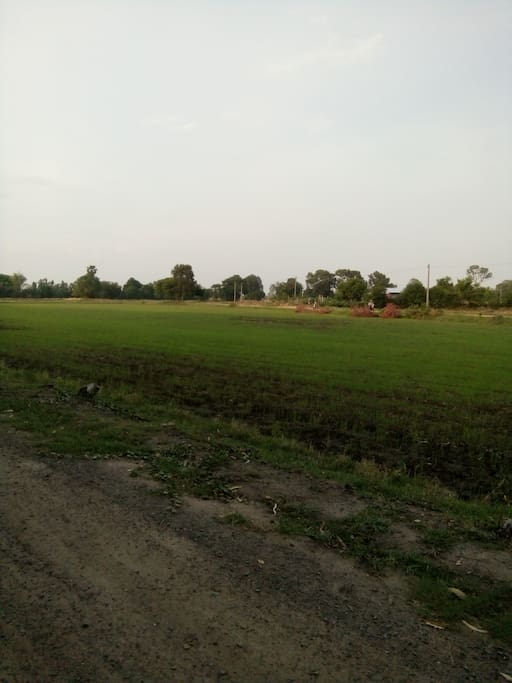 Rice field plantation