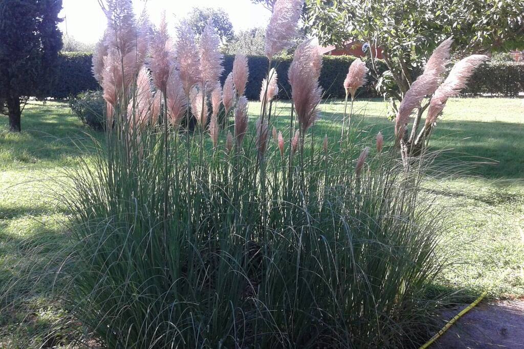 Vista del giardino