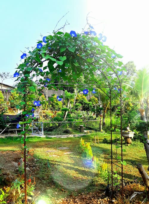 garden next the room