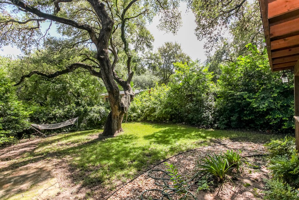 One of Austin's famous old Live Oak trees, over 300 years old! It is great for climbing and admiring!