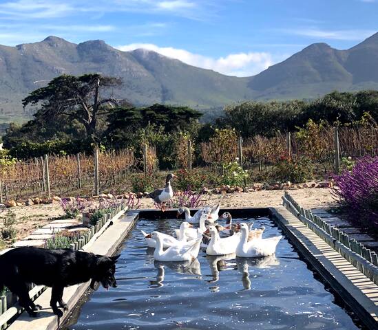 Dassenberg Farm, Noordhoek.
