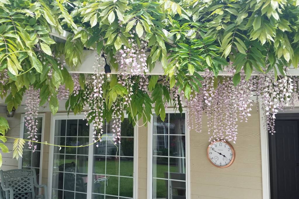 Wysteria blooming in spring
