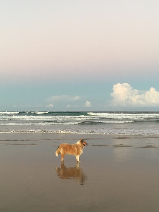 The off-lead dog beach is just a flat, 10 minute walk away.