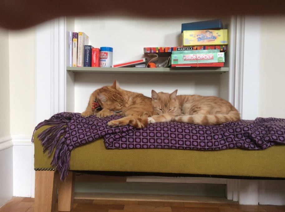 Our cats-Toffee and Milis usually asleep upstairs