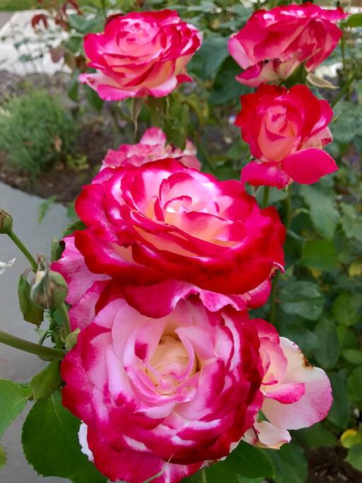 Some of the 42 rose bushes around the house.