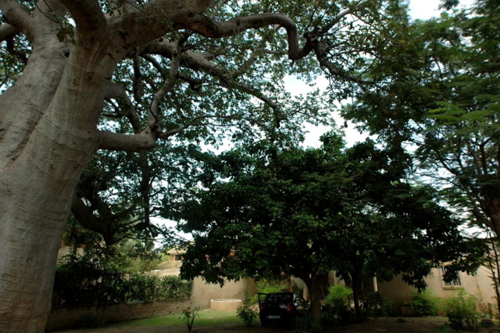 Le baobab à l'entrée du jardin