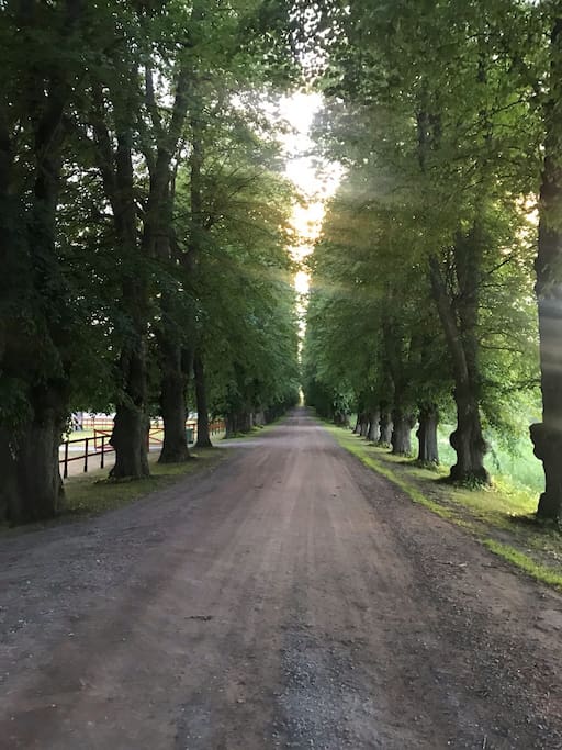 En 900 meter lång lindallé från 1762 leder från Hyltinge kyrka till boendet och Sparreholms slott.