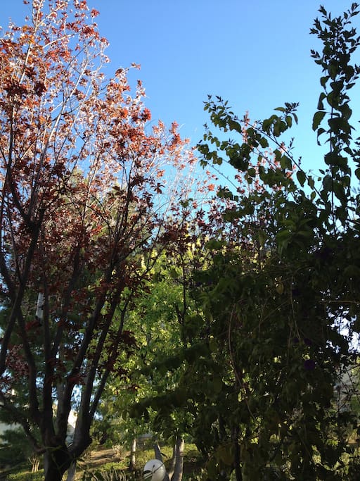 Beautiful tree views