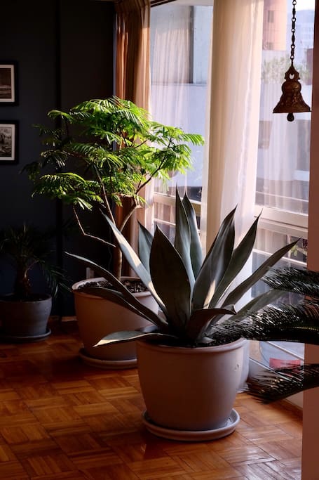 Blue agave and acacia