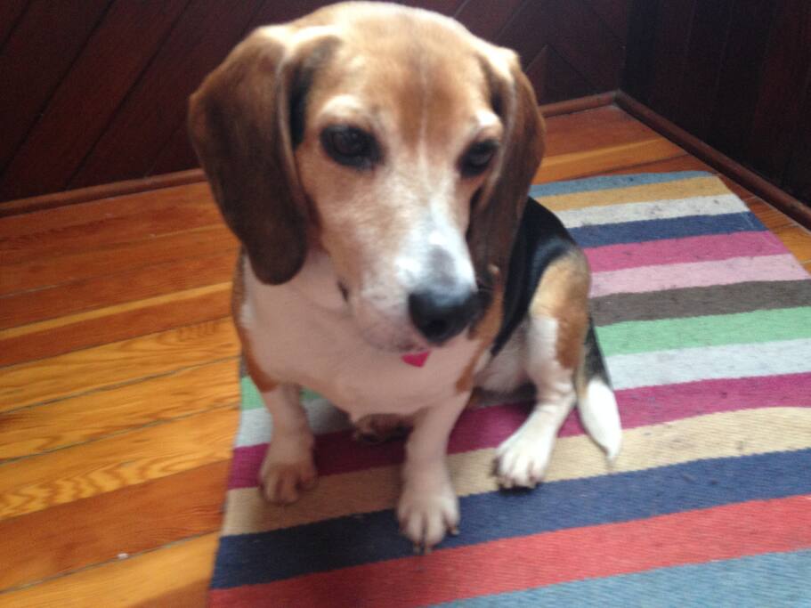 Best beagle in the whole house