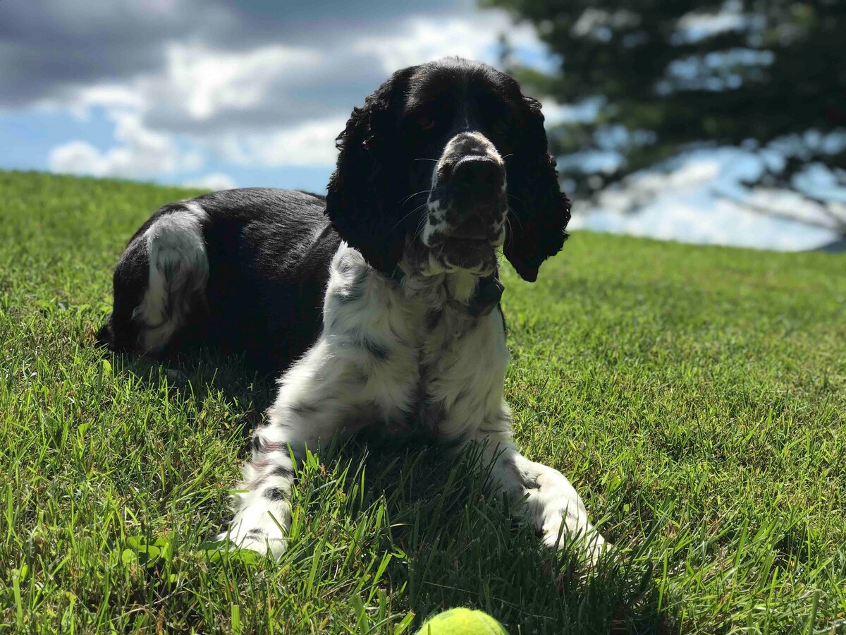 A friendly dog lounges on a grassy area, appearing relaxed with its head lifted slightly. A bright green tennis ball rests nearby, surrounded by a lush green lawn. The background features a clear blue sky with scattered clouds and trees.