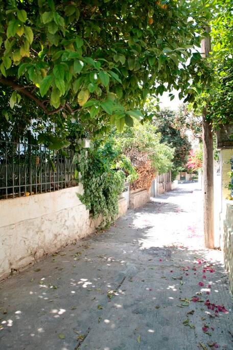 Road to the house