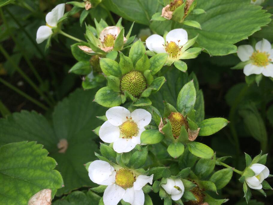 Strawberry season