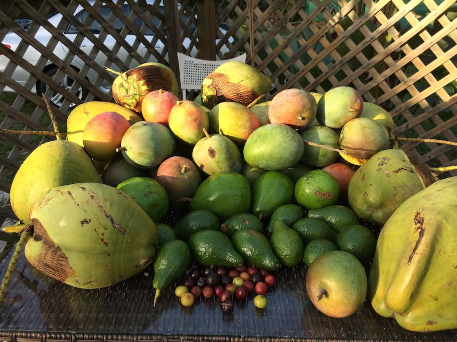 free mangos avocados, coconuts and cherries when in sesson for all my guests