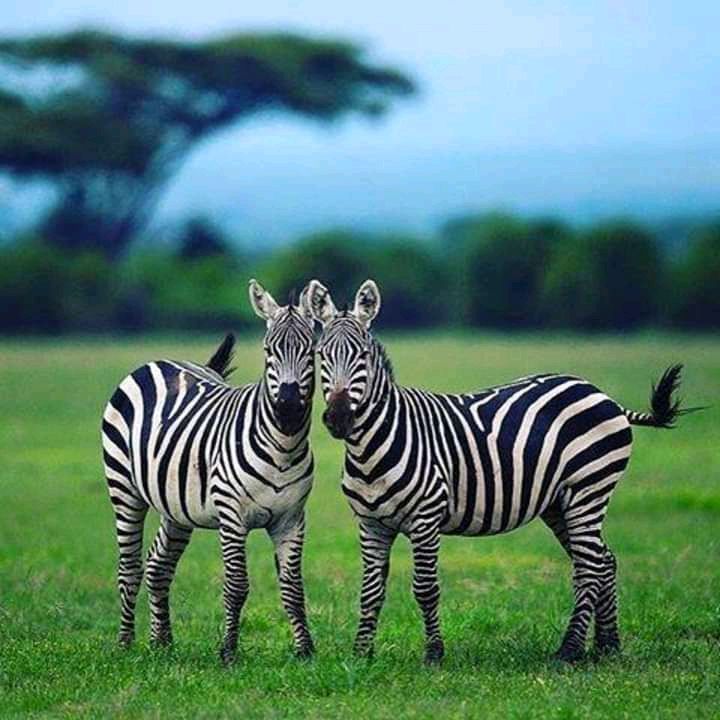 Two zebras stand side by side on an open green field, showcasing their distinctive black and white stripes. A blurred landscape of trees and hills is visible in the background, contributing to the serene natural environment.
