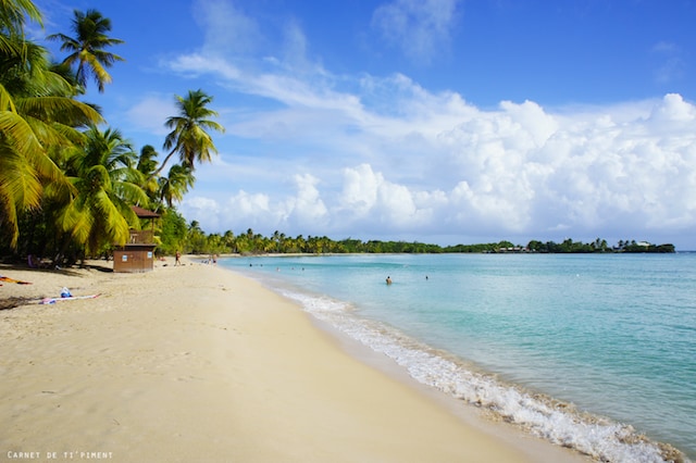 A serene beach is presented with soft, golden sand bordered by gentle waves. Lush palm trees are scattered along the shoreline, providing natural shade. The clear blue water reflects the sky, creating a tranquil atmosphere while distant greenery is visible on the horizon.