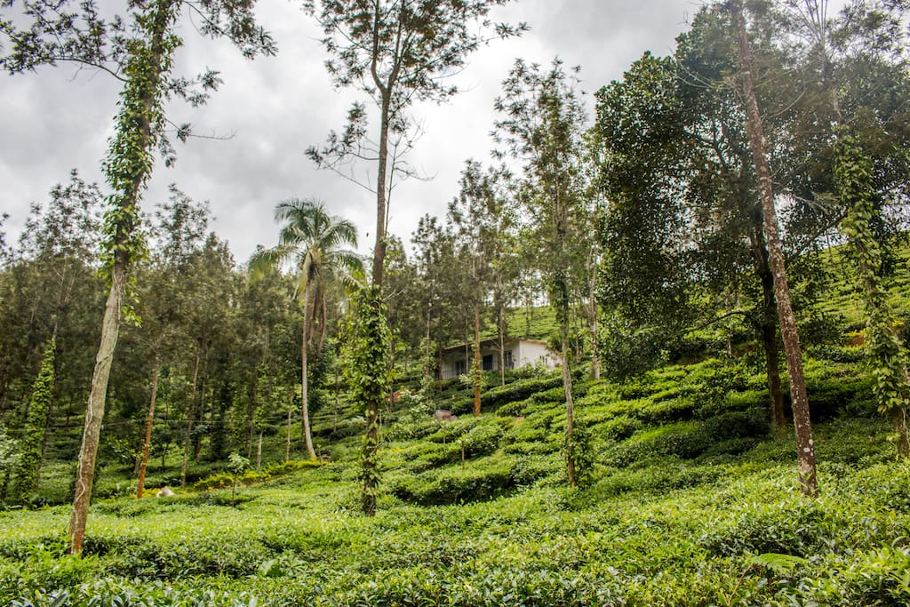 Take long walks through the plantations, breathe in the invigorating scents of coffee