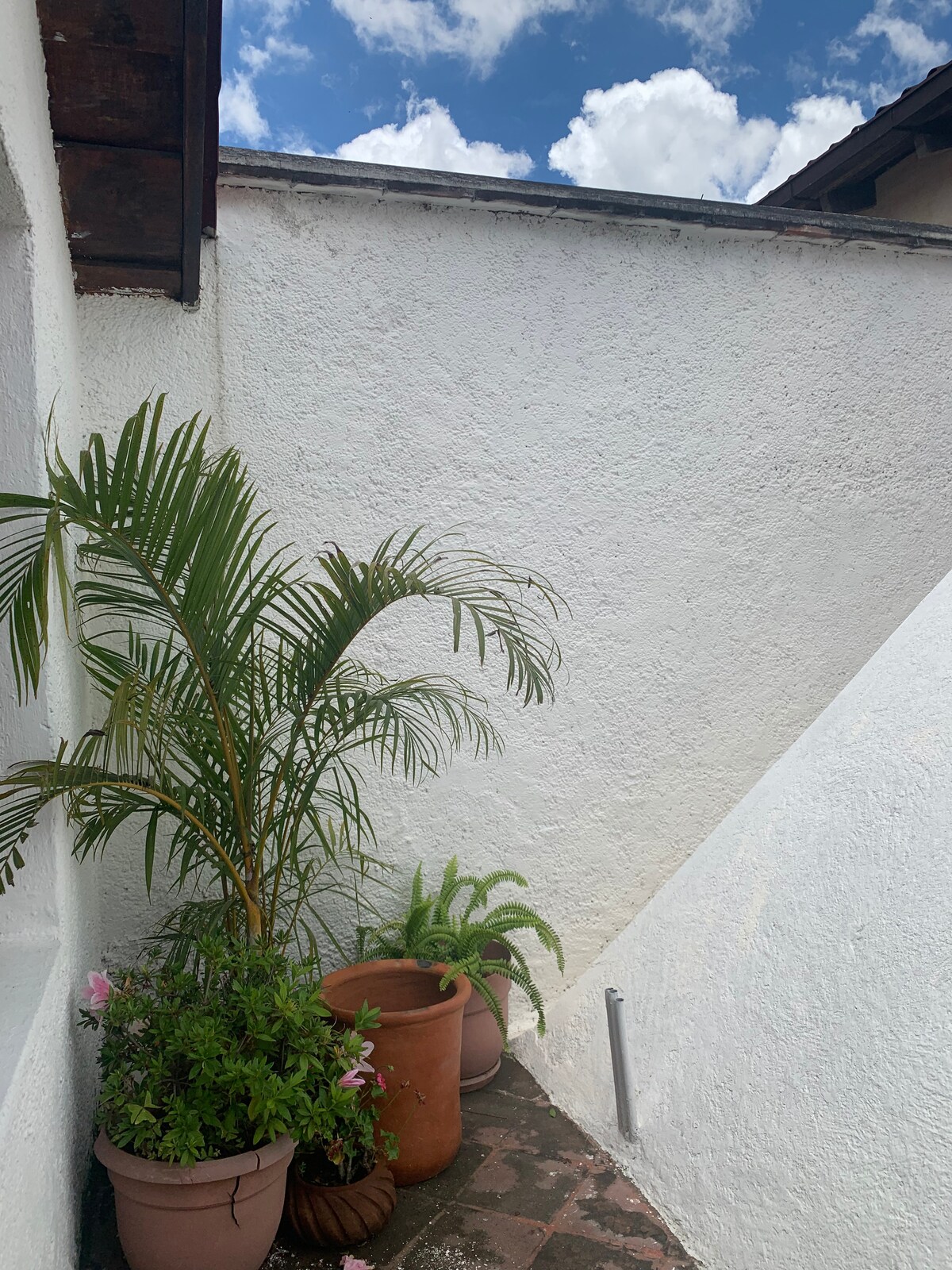 تجد النباتات المزروعة في أصيص طريقها إلى كل ركن صغير من مسكننا، مما يضيف جيوبًا من الحيوية في جميع الأنحاء.