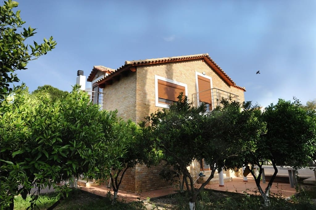 Charming olive and fruit trees around the villa