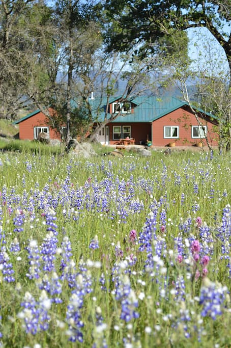 Lupines blooming just in time for the Butterfly Festival!
