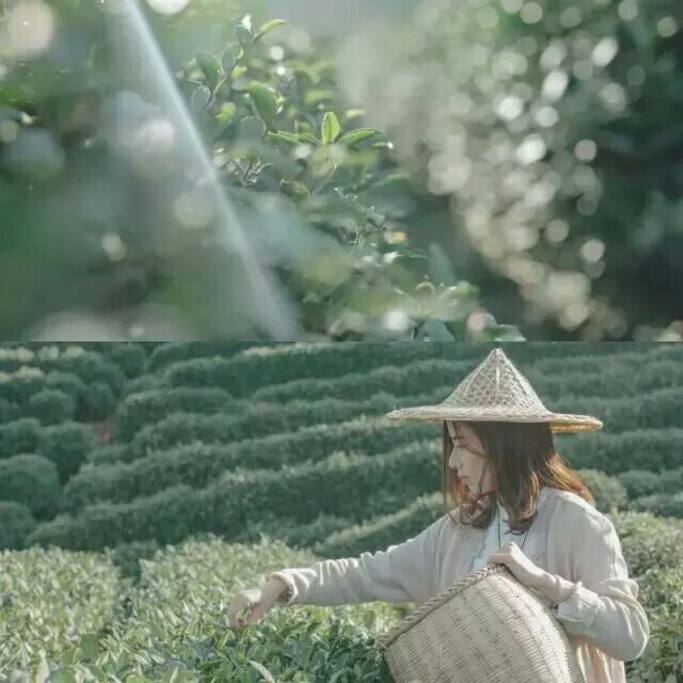 采茶姑娘