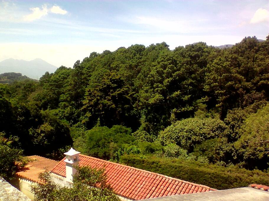 Vista general bosque / Forest view