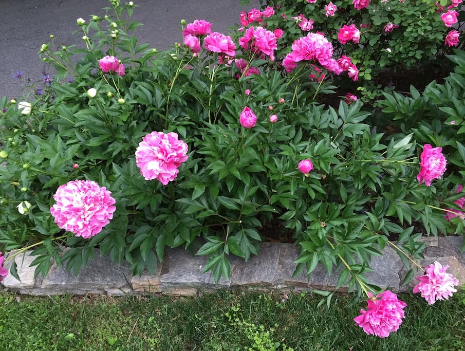 Peonies by the driveway entrance