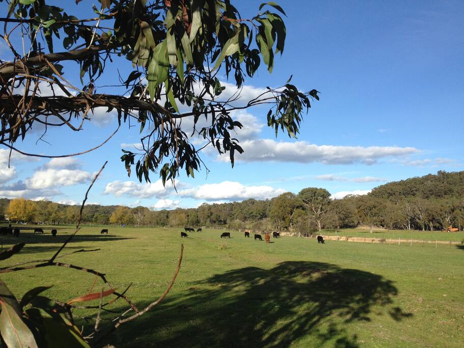 Our small Dexter herd..enjoy our fabulous beef