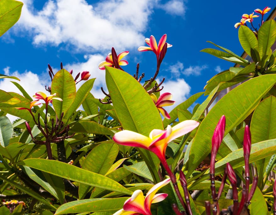 Our Hawaiian gardens