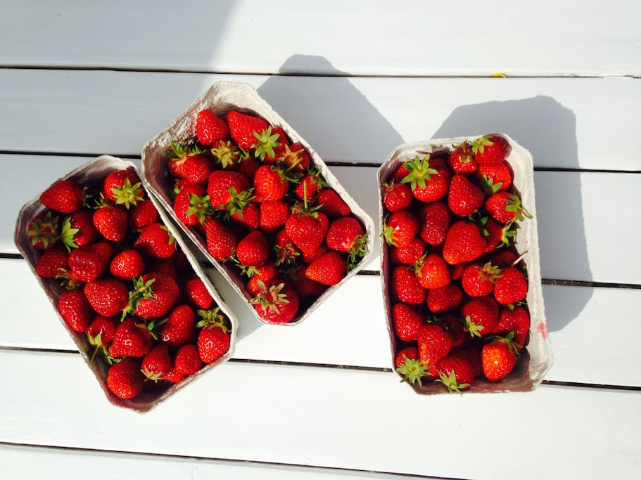 samsø strawberries;-)