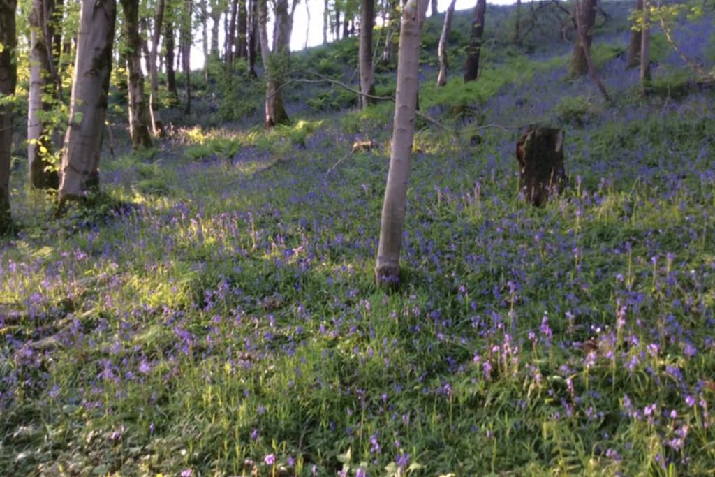 Springwood Camping our beautiful bluebell wood