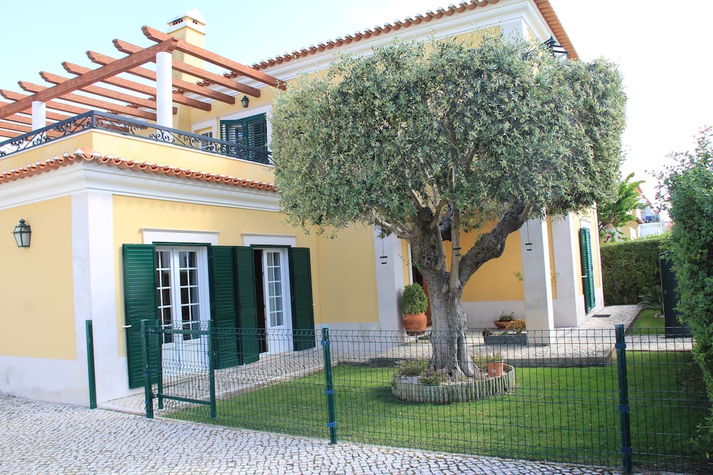 Typicall olive tree