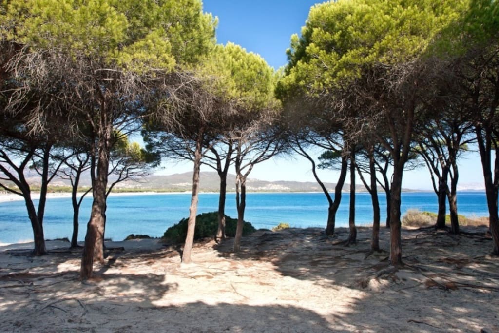 View from the Pineta